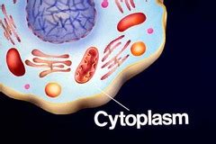 What's in the Cytoplasm? - Biology- Cells!