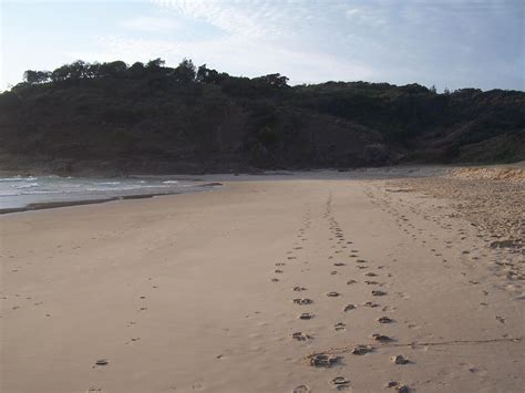 Free picture: footprints, sand, grassy, head, beach