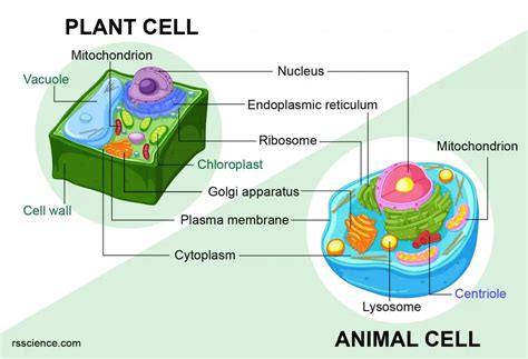 The Diagram Of Animal Cell And Plant Cell : What Are The Differences Between A Plant Cell And An ...