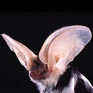 Bats - Cedar Breaks National Monument (U.S. National Park Service)