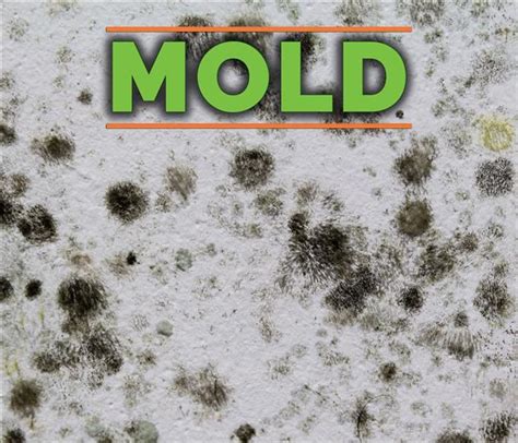 5 Common Types of Household Mold