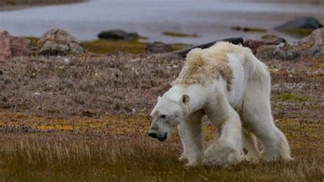 ¿Es realmente responsable el cambio climático del oso polar hambriento ...