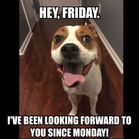 Tgif Meme Dog