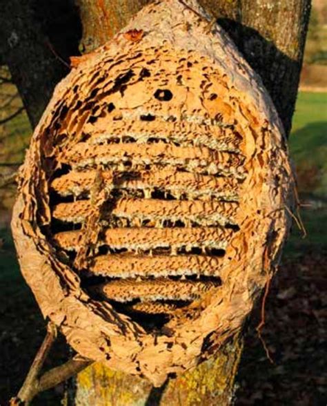 Le frelon asiatique, un fléau redoutable pour nos colonies d'abeilles locales - Pollinis