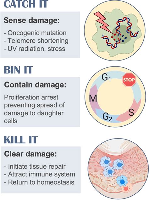 The purpose of senescence. Cellular senescence is initiated upon ...