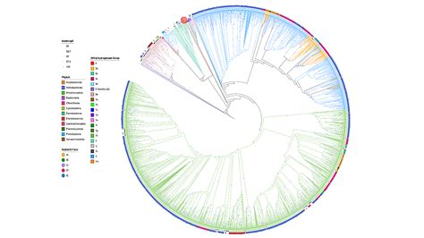 Metagenomics Untangles Metabolic Adaptations Of Antarctic Endolithic ...