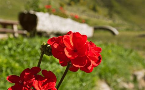 The One National Flower of Spain & Its Beautiful Meaning