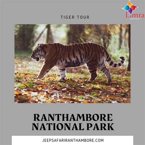 Ranthambore Safari Booking Agent | Tours, National parks, Hotel price