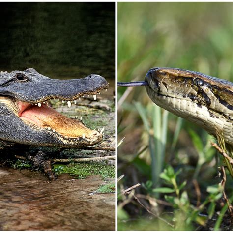 Alligator Eating Snake Burmese Python