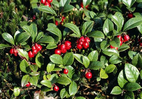 Gaultheria procumbens. - Stock Image - B812/0636 - Science Photo Library