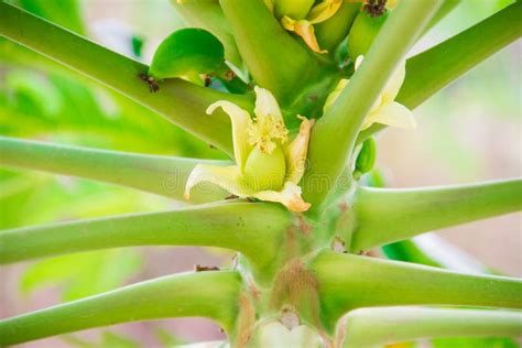 Papaya tree with flowers stock photo. Image of macro - 53429110