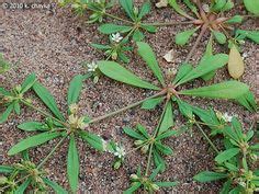 carpet weed, also called Indian Chickweed n Devil's Grip -Mollugo verticillata Backyard, Patio ...