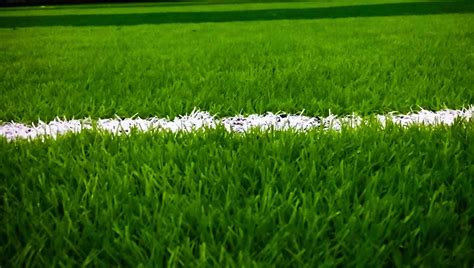 Tahukah Kamu, Ternyata Tidak Semua Jenis Rumput Bisa Digunakan di Lapangan Sepak Bola