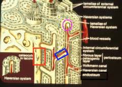 Histology - Lectures 9/10 Bones Flashcards - Cram.com