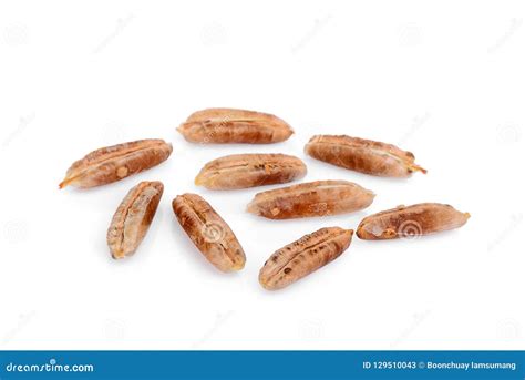 Date Palm Seeds Isolated on White Stock Image - Image of dates, islam: 129510043