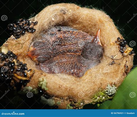 Two Baby Bird Rufous Tailed Hummingbird Nest Stock Photos - Free & Royalty-Free Stock Photos ...