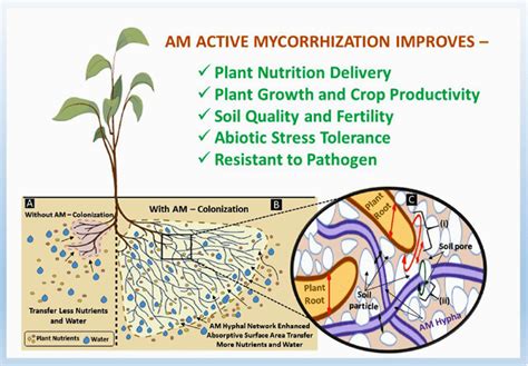 Schematic representation of brief function of arbuscular mycorrhizal ...