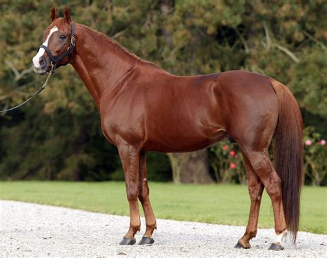 Chestnut liver quarter horse | Favorite horse photos | Pinterest ...