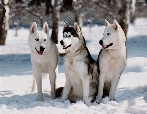 BALTO: la storia del Siberian Husky