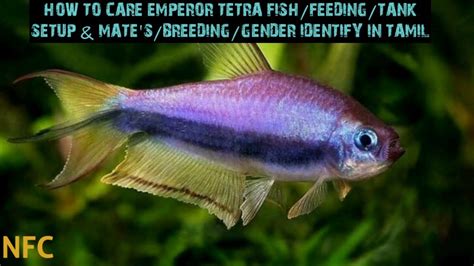 HOW TO CARE EMPEROR/RAINBOW TETRA FISH/FEEDING/TANK SETUP & MATE'S/BREEDING/GENDER IDENTIFY IN ...