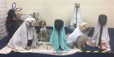 Pups At Doggy Day Care Pull Off Perfect Nativity Scene - The Dodo