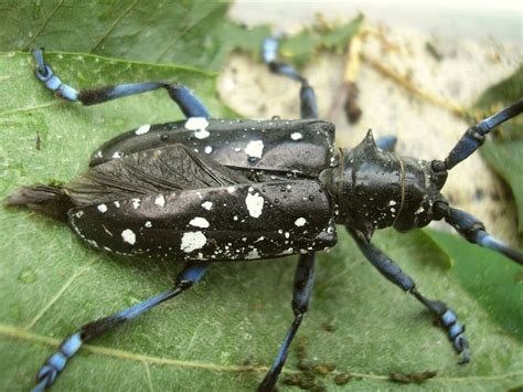 Asian Longhorned Beetle – Profile | Invasive Species Centre