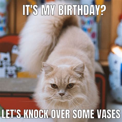 42 Best Cat Birthday Memes for Feline Festivities - Great Pet Living