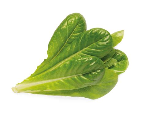 Romaine Lettuce Plant Pods | Click & Grow