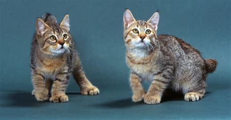 Pixie-bob Cat Breed Information, Images, Characteristics, Health