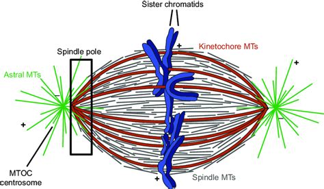 2 Metaphase spindle anatomy and constituent MT populations. MTs are ...