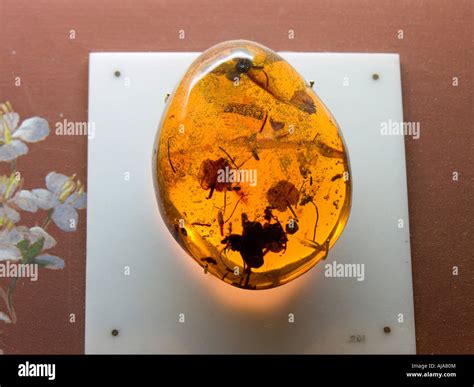 The amber museum hi-res stock photography and images - Alamy