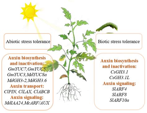 Cells | Free Full-Text | Roles of Auxin in the Growth, Development, and Stress Tolerance of ...