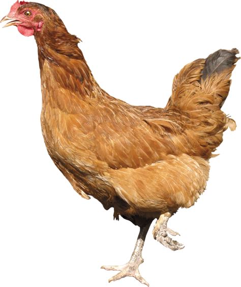 Chicken PNG image