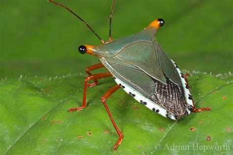 stock image | ADRIAN HEPWORTH | Weird insects, Cool insects, Stink bugs