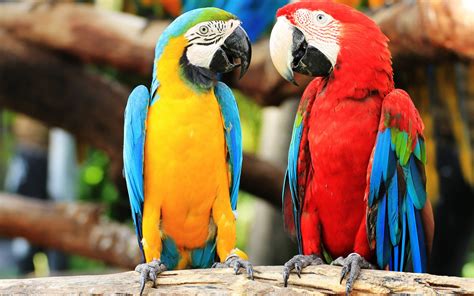 Red And Green Macaw Blue And Yellow Macaw Bird Parrot Wallpaper - Resolution:1920x1200 - ID ...