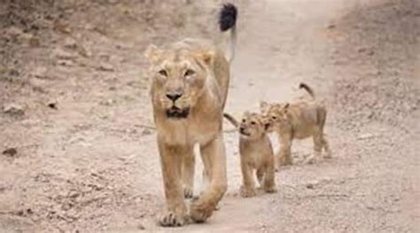 Gujarat: Two Asiatic lion cubs found dead inside well in Junagadh ...