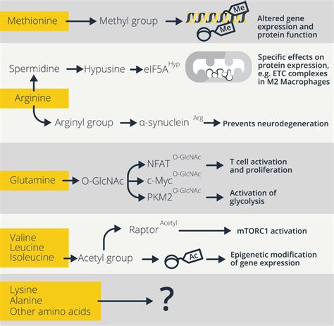 Amino Assets: How Amino Acids Support Immunity: Cell Metabolism