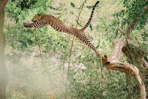 Leopard Hunting Prey