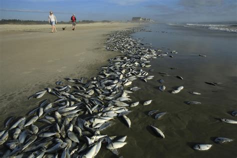 Thousands of dead fish wash ashore in S.C. - Photo 1 - CBS News