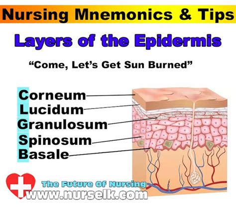 Layers of the Epidermis | Nurselk.com