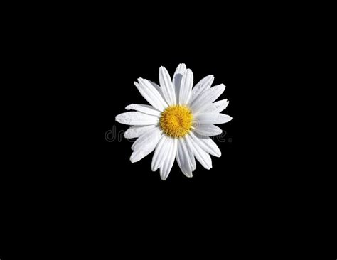 Daisy Flower - Black Background Stock Photo - Image of daisies, object: 111400194