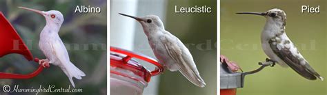 White, Albino, Leucistic and Pied Hummingbirds: Characteristics ...