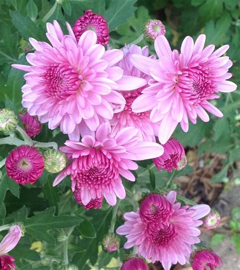 Purple mums perennial to Minnesota. | Purple mums, Unique garden art ...