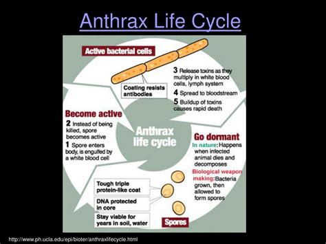 PPT - Ciprofloxacin: Antibiotic for the Treatment of Anthrax PowerPoint Presentation - ID:1194733