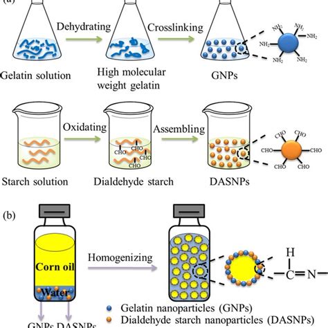 (a) Preparation process of gelatin nanoparticles (GNPs) and dialdehyde... | Download Scientific ...