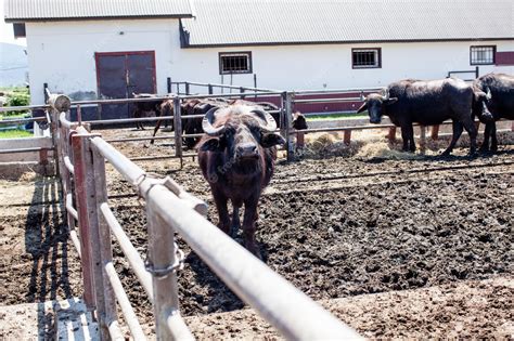 Premium Photo | Buffaloes in a dairy farm. the dairy farm is specialized in buffalo milk cheese ...