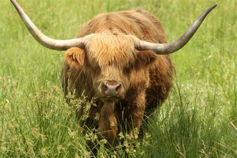 Highland Cattle | Interesting Facts & Photographs | All Wildlife ...