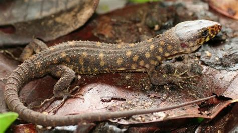 yellow spotted lizard,yellow spotted lizard holes,yellow spotted lizard ...