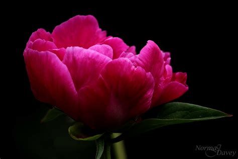 Gorgeous dark pink Peony | Pink peonies, Flowers, Dark pink