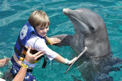 Dolphin Royal Swim From Riviera Maya | Gray Line